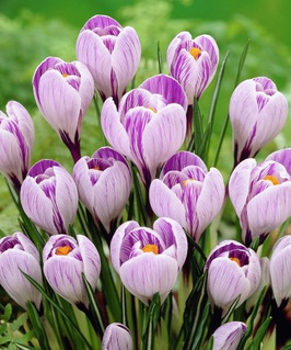 Крокус Крупноцветковый Пиквик 4 шт, Нидерланды