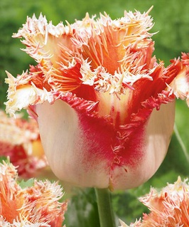 Тюльпан Бахромчатый Боллрум 2 шт, Нидерланды