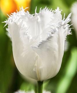 Тюльпан Бахромчатый Хонеймун 2 шт, Нидерланды