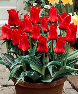Тюльпан Ботанический Ред Ридинг Худ (махровый) 2 шт, Нидерланды