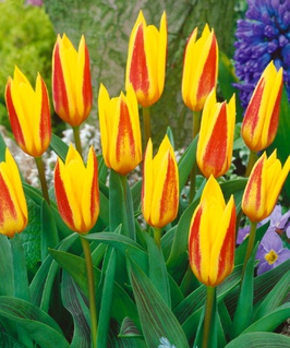 Тюльпан Ботанический Джузеппе Верди 3 шт, Нидерланды