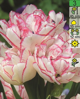 Тюльпан Belicia, класс Многоцветковые, 2 шт.