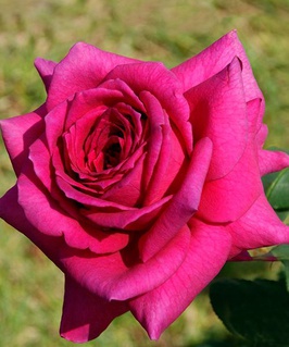 Роза чайно-гибридная Биг Пёрпл 1 шт, Сербия