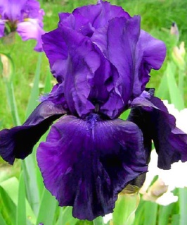 Ирис германика Tuxedo 1 шт, Нидерланды