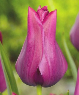 Тюльпан Лилиецветный Мерлот 2 шт., Нидерланды