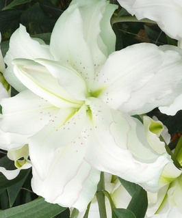 Лилия восточная махровая Лотус Бьюти 1 шт, Польша