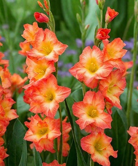 Гладиолус гофрированный Флеминг Сансет, 3 шт., Нидерланды