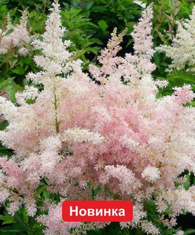 Астильба Юник Сильвер Пинк, 1 шт., Нидерланды