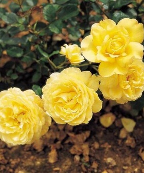 Роза миниатюрная Голден Мейландина 1 шт, Сербия