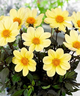 Георгина бордюрная Хэппи Дейс Лемон, 1 шт., Польша