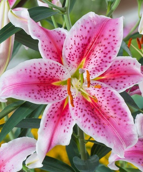 Лилия восточная Старгейзер 1 шт, Польша