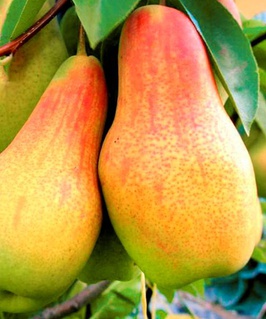 Груша Талгарская красавица 1 шт, РБ