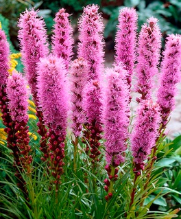 Лиатрис Спиката, 5 шт., Нидерланды