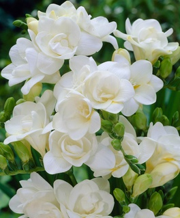 Фрезия Дабл Вайт, 5 шт, Нидерланды