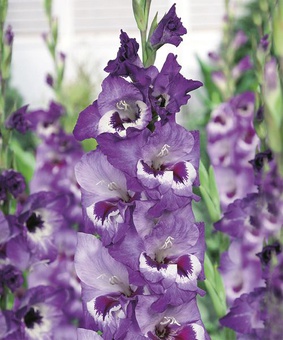 Гладиолус крупноцветковый Виста, 3 шт., Нидерланды