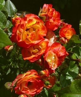 Роза флорибунда Маскарад, 1 шт., Сербия
