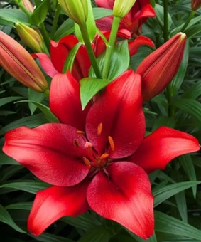 Лилия ТА-гибрид Орфео 1 шт, Польша