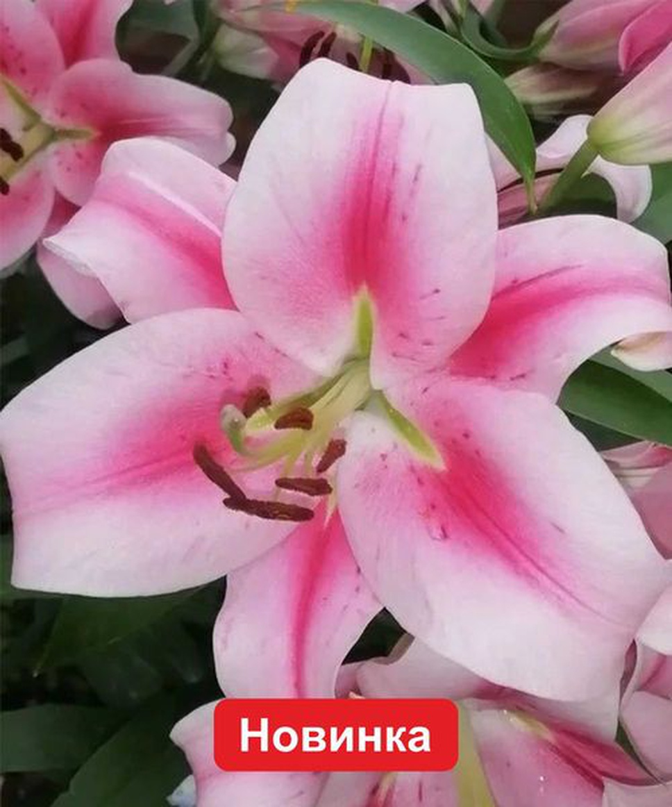 Луковицы Лилия ОТ-гибрид Фронтера, 1 шт., Нидерланды купить по цене 4. ...