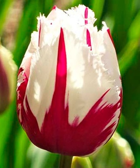 Тюльпан Бахромчатый Фламинг Балтик 2 шт., Нидерланды