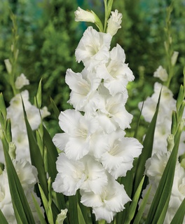 Гладиолус крупноцветковый Вайт Просперити, 3 шт, Польша