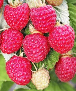 Малина Октавия 1 шт, РБ