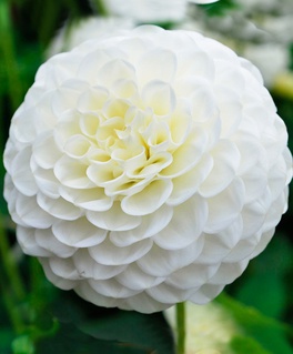 Георгина шаровидная Вайт Астер, 1 шт, Польша