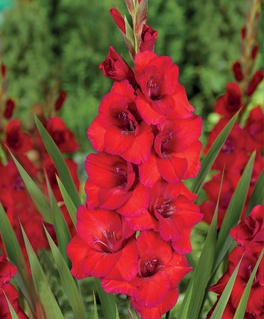 Гладиолус крупноцветковый Оскар, 3 шт, Польша