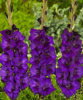 Гладиолус крупноцветковый Перпл Флора, 3 шт., Нидерланды