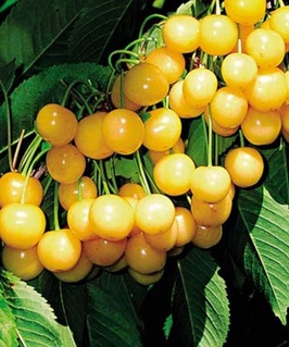 Черешня Дрогана желтая 1 шт, РБ