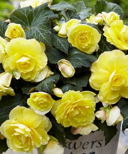 Бегония клубневая Дабл Елоу, 1 шт, Польша