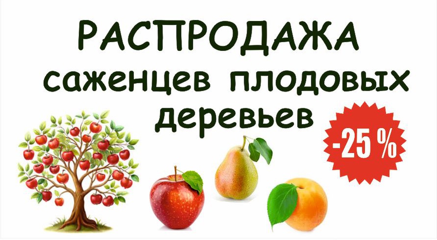 саженцы плодовых и кустарников
