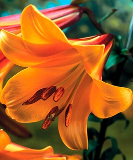 Лилия трубчатая Африкан Квин 1 шт, Польша