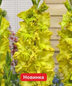 Гладиолус гофрированный Блитц, 3 шт., Нидерланды