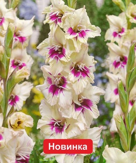 Гладиолус крупноцветковый Амбер Мистик, 3 шт, Польша