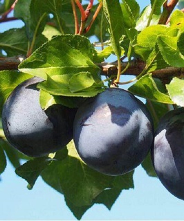 Слива Волат 1 шт, РБ