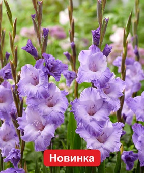 Гладиолус крупноцветковый Милка, 3 шт., Польша