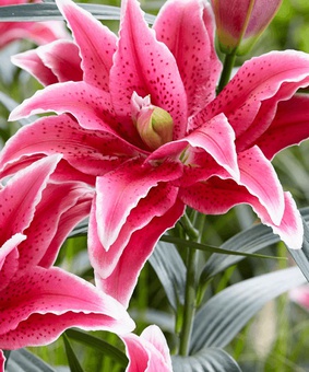 Лилия восточная махровая Свит Рози 1 шт, Польша