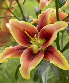 Лилия АОА-гибрид Авалон Сансет 1 шт, Польша