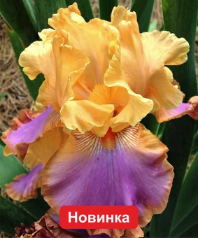 Ирис германский Сансет Скай, 1 шт., Польша