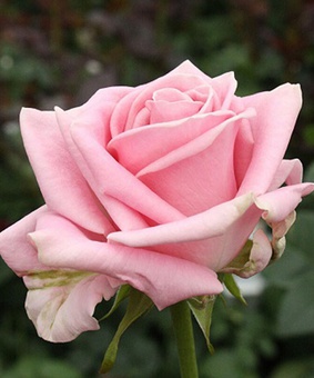 Роза чайно-гибридная Кеано 1 шт, Сербия