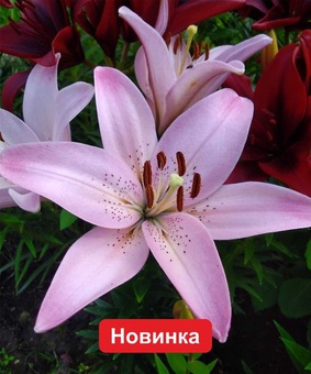 Лилия ЛА-гибрид Дельмароса, 1 шт., Нидерланды