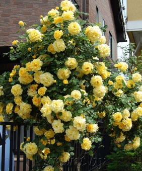 Роза плетистая Голден Шауэрс, 1шт. (капер), Сербия