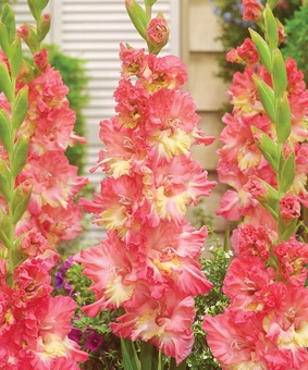 Гладиолус гофрированный Манго Мусс, 3 шт., Нидерланды