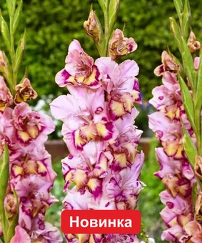 Гладиолус крупноцветковый Куэпо, 3 шт., Польша