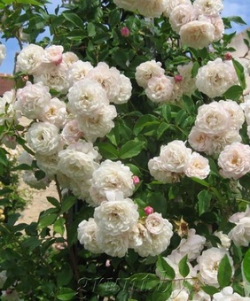 Роза плетистая Шванензее, 1шт. (капер), Сербия