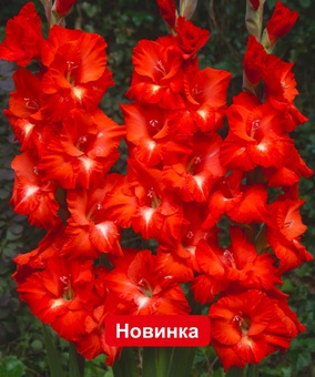 Гладиолус крупноцветковый Франко Зекка 3 шт., Нидерланды