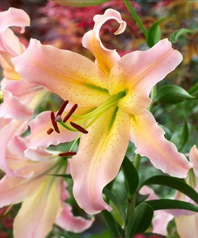 Лилия ОТ-гибрид Элюзив 1 шт, Польша