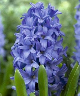 Гиацинты комнатные Delft Blue 1 шт, Нидерланды