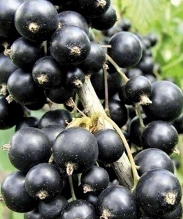 Смородина черная Тисел 1 шт, РБ