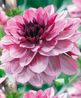 Георгина декоративная Крем де Кассис, 1 шт., Нидерланды